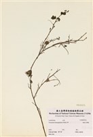 藏品(變葉山螞蝗)的圖片